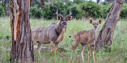 safari okavango khwai