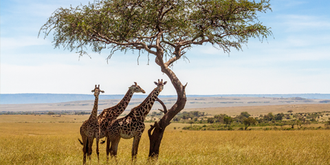 Botswana lodge girafes