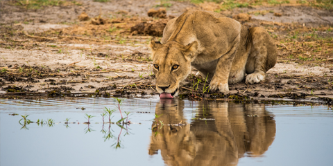 safari botswana luxe lions