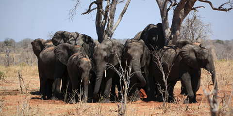 safari botswana luxe chobe