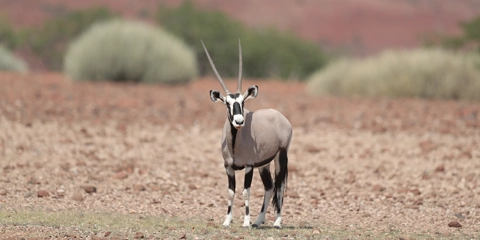 trek namibie oryx