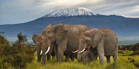 sejour kenya amboseli