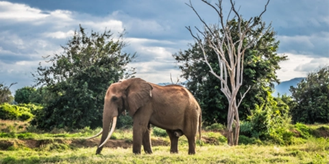 sejour kenya Tsavo