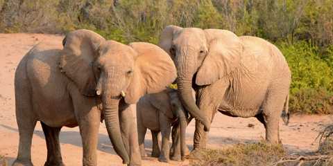 vacances namibie elephant desert