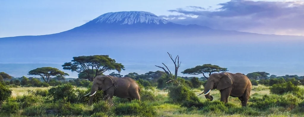 Kenya où partir hiver safari