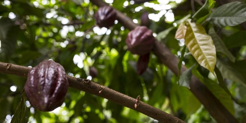 Nosy Be trésors nord madagascar cacao