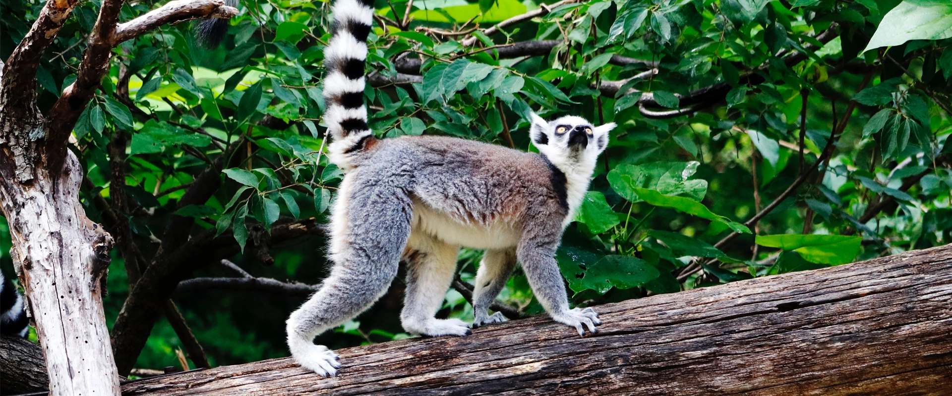 nosy be tresors Madagascar Lémurien