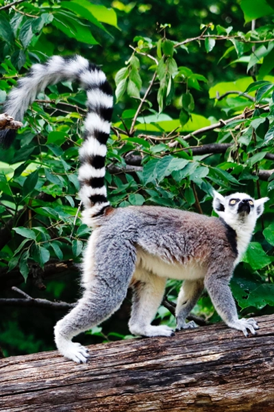 nosy be tresors Madagascar Lémurien mobile