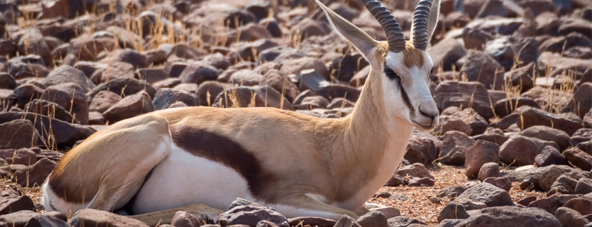 Fish River canyon Namibie Springbok