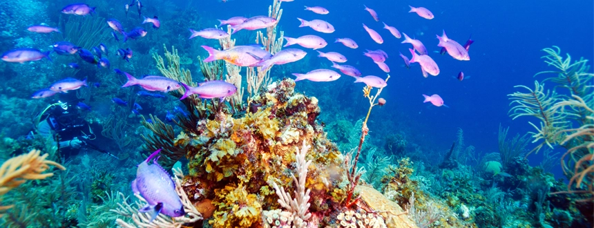 Où aller Cuba barrière de corail Cayo Levisa