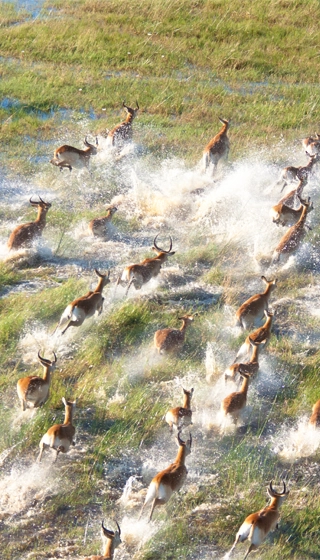 que voir Delta Okavango troupeau antilope