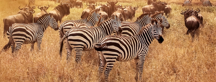 que faire en tanzanie serengeti