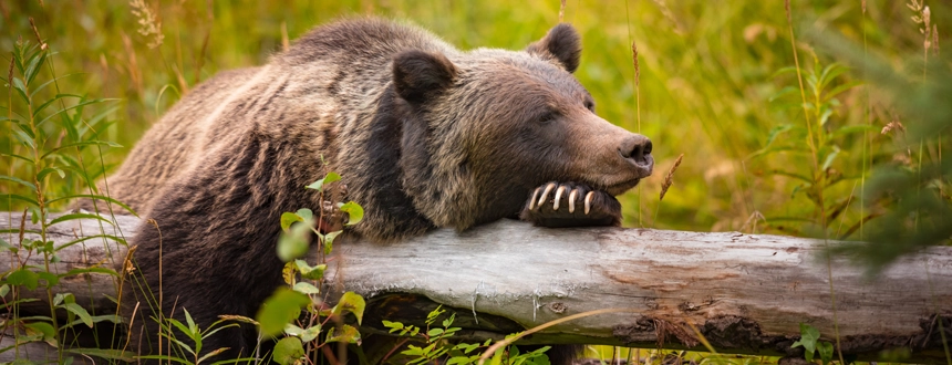 Que voir parc naturel banff ours
