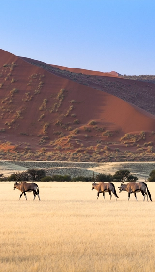 parcourir l'Afrique rovos rail sossusvlei