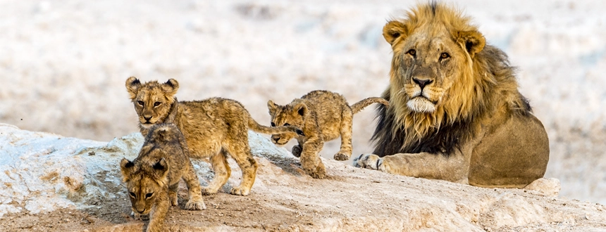 Top 5 safaris Afrique etosha namibie