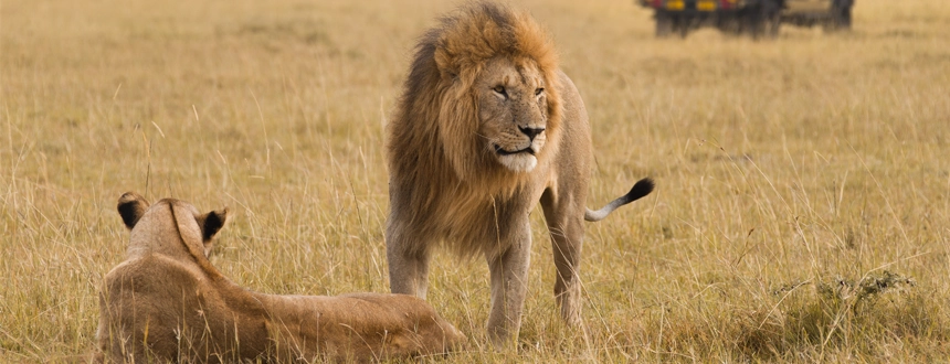 Top 5 safaris Afrique kenya masai mara