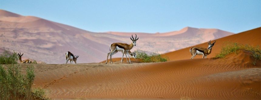 Voyage désert Namib sesriem