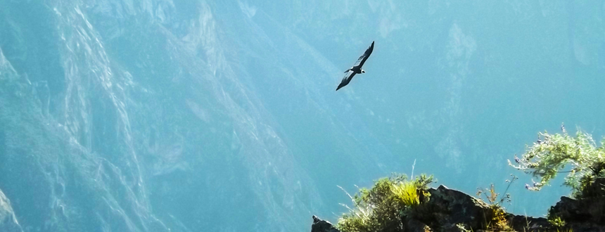 canyon colca condor