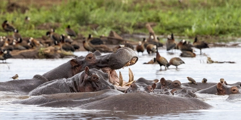 Voyage Tanzanie en famille Manyara