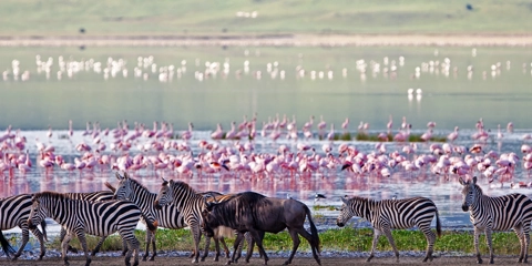 Tanzanie en Famille Ngorongoro