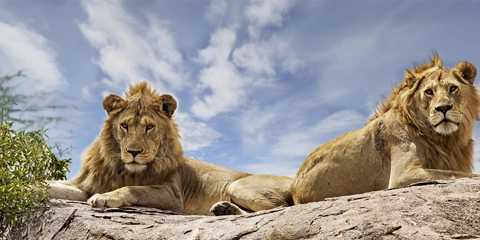 Serengeti Voyage Tanzanie en Famille