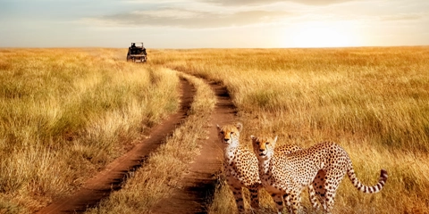 Tanzanie Voyage en famille Serengeti