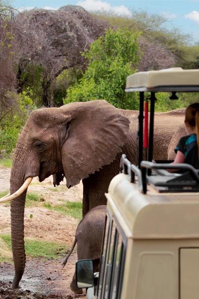 Tanzanie Voyage en famille Tarangire