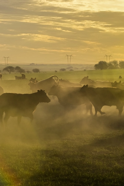 Voyage organisé Argentine La pampa mobile