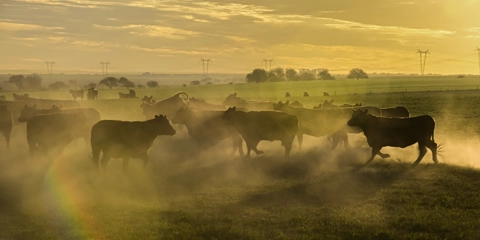 Voyage organisé Argentine La Pampa