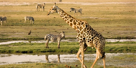 Voyage Organisé Afrique Australe parc Chobe Botswana