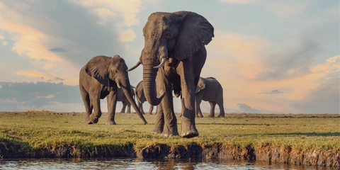 Voyage Organisé Afrique australe Botswana parc Chobe éléphants