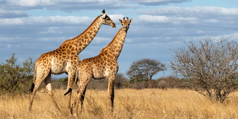 Voyage organisé en Afrique du Sud parc Kruger girafe