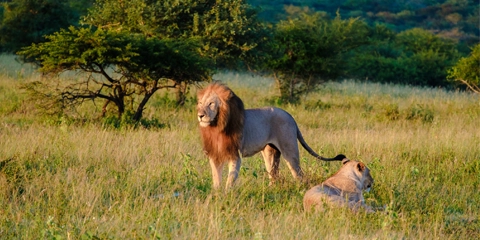 Voyage Organisé Afrique du Sud Parc Kruger lions