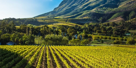 Voyage organisé Afrique du Sud Stellenbosch