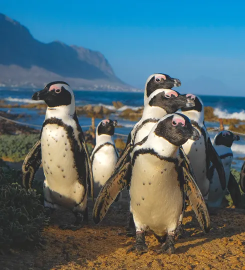 voyage afrique du sud pinguins