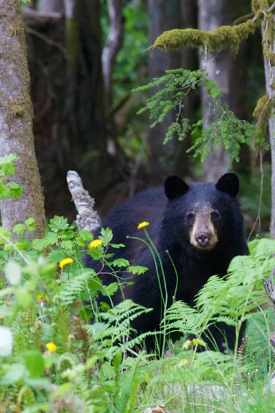 canada voyage organisé ours noirs