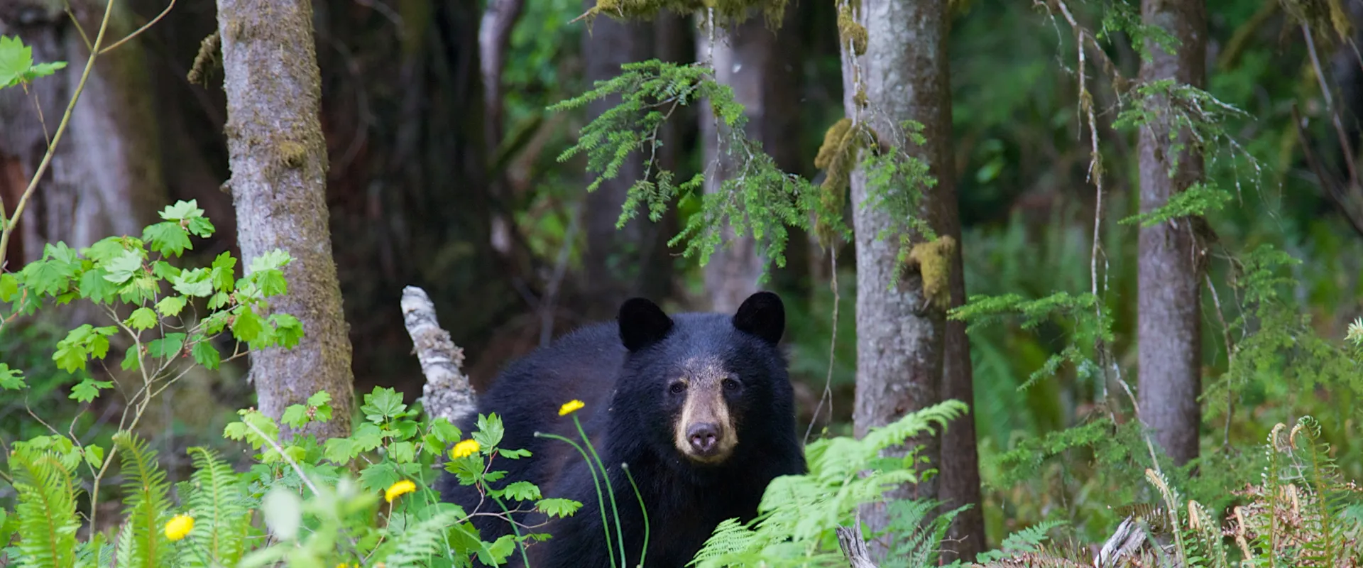 Voyage organisé Canada Ours Noirs