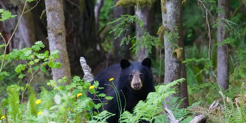 voyage organisé canada saint alexis des monts